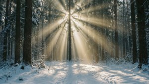 Snowy Forest Rays