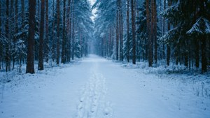Snowy Forest Trail