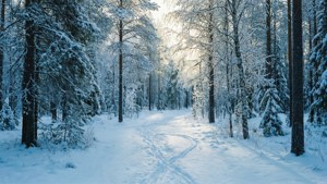 Snowy Forest Walk