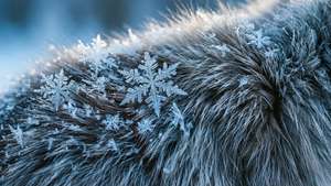 Snowy Fur Texture