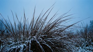 Snowy Grass Silhouette