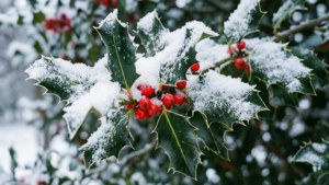 Snowy Holly