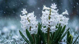 Snowy Hyacinths