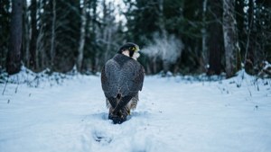Snowy Journey