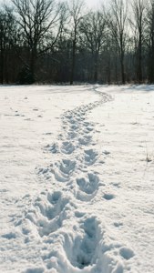 Snowy Meadow