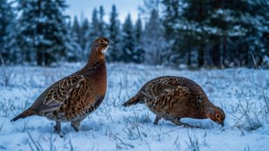 Snowy Meadow Grouse Pair