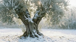 Snowy Olive Tree