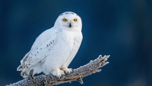 Snowy Owl Blue