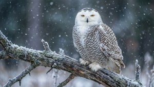Snowy Owl in Winter