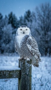 Snowy Owl Winter