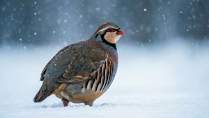 Snowy Partridge