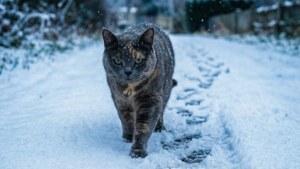 Snowy Path Adventurer