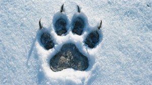 Snowy Paw Print