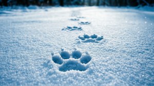 Snowy Paw Prints