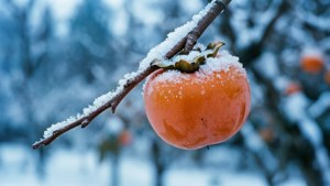 Snowy Persimmon Branch
