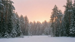 Snowy Pine Dawn