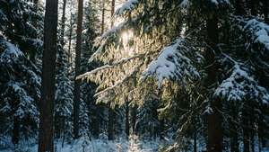 Snowy Pine Forest