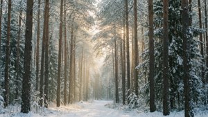 Snowy Pine Forest