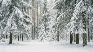 Snowy Pine Forest