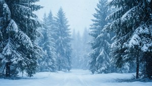 Snowy Pine Forest