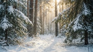 Snowy Pine Forest