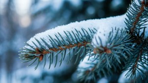 Snowy Pine Purity