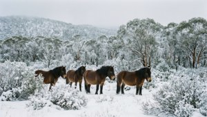 Snowy Range Wanderers