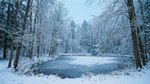 Snowy Silence in Vernon Forest