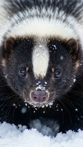 Snowy Skunk Close-up