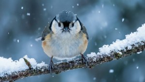 Snowy Stare Titmouse