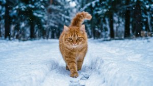 Snowy Toyger Walk