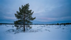 Snowy Tundra Twilight
