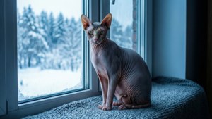 Snowy Window View