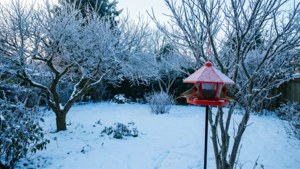 Snowy Winter Garden