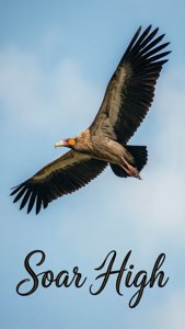 Soar High