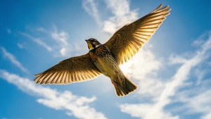 Soaring Lark in Sunlight