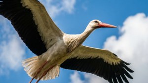 Soaring Stork