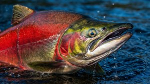 Sockeye Glory Close-Up