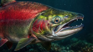 Sockeye Salmon Close-Up