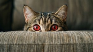 Sofa Peek Cat