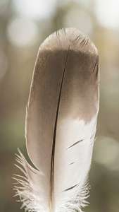 Soft Feather