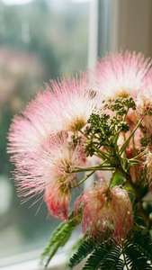 Soft Pink Bokeh