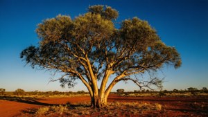 Solitary Coolibah Tree