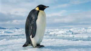 Solitary Emperor Penguin