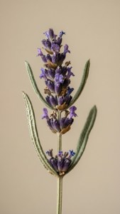 Solitary Lavender Stem