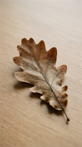 Solitary Leaf