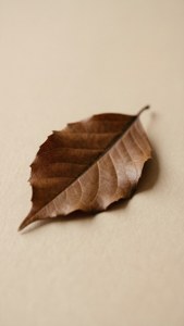 Solitary Leaf on Beige
