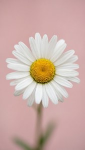 Solitary Marguerite Beauty