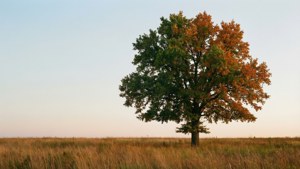 Solitary Oak Autumn