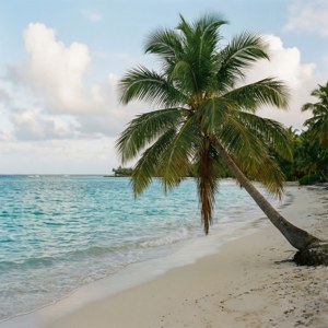 Solitary Palm Beach